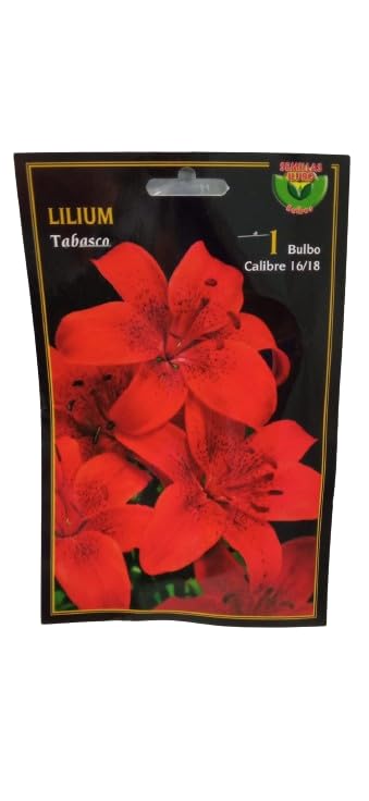 Peyca Bulbo de flor lilium variedad tabasco 1 unidad   Semillas Iluro
