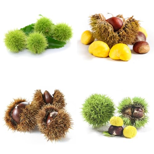 Comprar semillas de castaño - castañas - crecimiento de balcón, resistentes, 6pcs