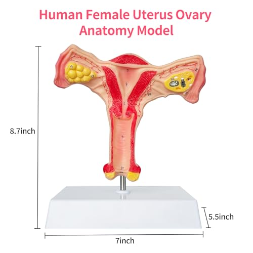 Image of SFXYJ Human Female Uterus Ovary Anatomy Model, Life Size Reproductive Organ shows Vagina Bilateral Ovarian with Product Manual Card and Base, PVC for School Teaching Demonstration and Research