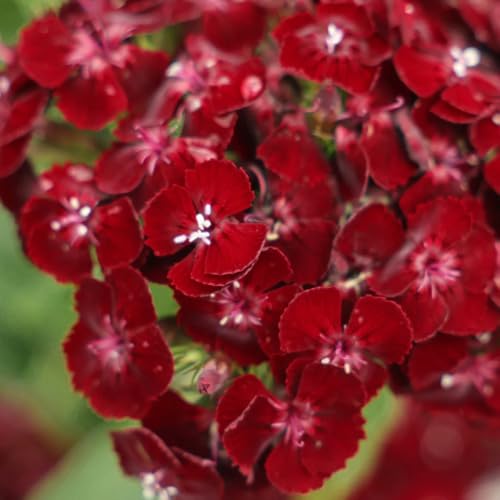 semi di chiodi di garofano, garofano, rare selvatici perenni resistenti serre da balcone esotiche autunnali resistenti vecchie varietà 100pcs