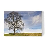 artboxONE Leinwand 30x20 cm Natur Imposanter Baum von 