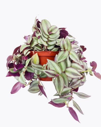 Tradescantia Zebrina - Wandering Dude (6" Terracotta Pot) - Colorful Foliage Houseplant - Purple Air-Purifying Indoor Plant For Home And Office Decoration #TOP3