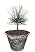 Produktbild Seedeo® Zirbel-Kiefer/Zirbe (Pinus cembra) ca. 10 cm hoch Geschenkedition Topf mit Sternen