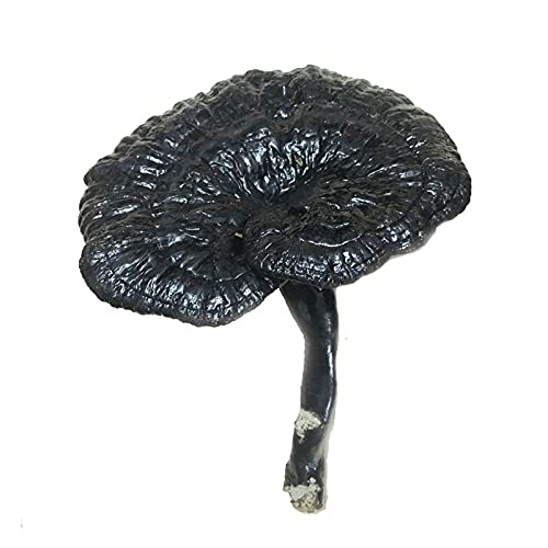 1kg Hei Ling Zhi 黑灵芝, Reishi Mushroom, Ganoderma Lucidum, Wild Black Lingzhi
