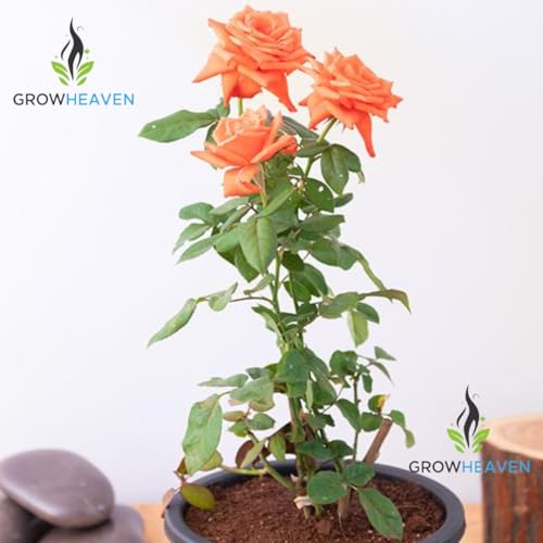 Image of Orange Rose Vine Live चढ़ाई गुलाब Climbing English Veriety Plant Creeper of May Queen (Rosa May Queen) Rose Orange Color Flower For Home Garden and Office Deco (ORANGE ROSE FLOWER PLANT)