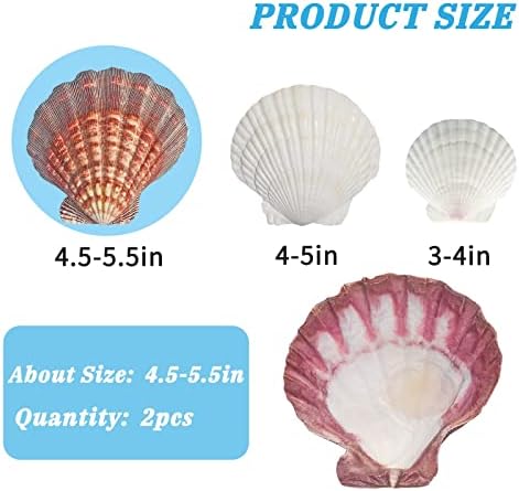 2PCS Large Lions Paw Scallop Seashells 4.5"-5.5" Baking Shells for Crafts DIY Painting Beaching Wedding Decoration, Beach Natural Scallop Shells Bulk (2pcs 4.5~5.5in)