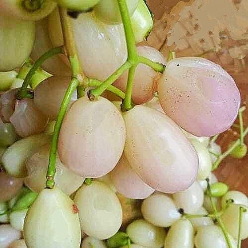 Thailand Grafted & Sweet White Jamun Fruit Live Plant. Original Qulity And All Time Seson Fruit Plant. (Pack of 1 Healthy live plant)-image-45