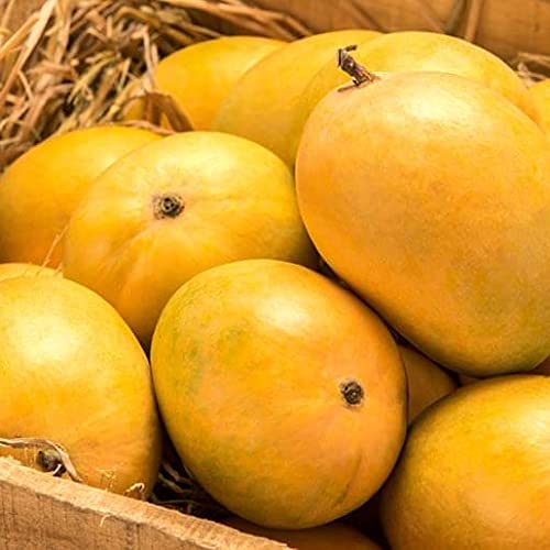WinWood Alphonso Mango Live Plant (Healthy &Grafted) (B09C6L16ND) Amazon Price History, Amazon Price Tracker