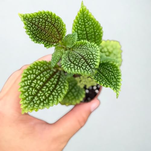 Pilea Moon Valley Live Plant – Rare Friendship Plant –