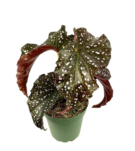 Begonia Cracklin Rosie Pink Spotted Air Purifying House Plant, 4"