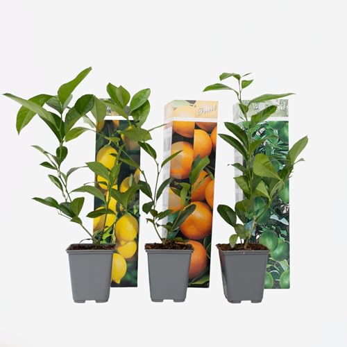 Plant in a Box - Citrus pflanzen Mix - 3er Set - Zitronenbaum, Orangenbaum, Limettenbaum - Topf 9cm - Höhe 25-40cm