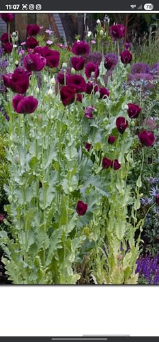 Laurens Grape Papaver Somniferum Organic Non-GMO Seeds 3500 Count 1 Gram Poppy Seeds Multiple Pods per Plant