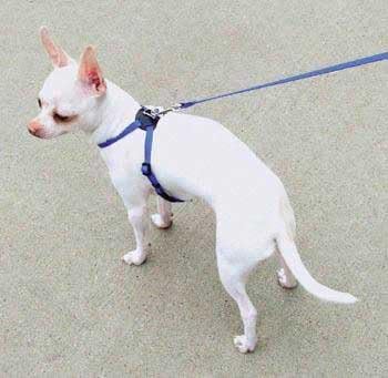 lil pals harness medium