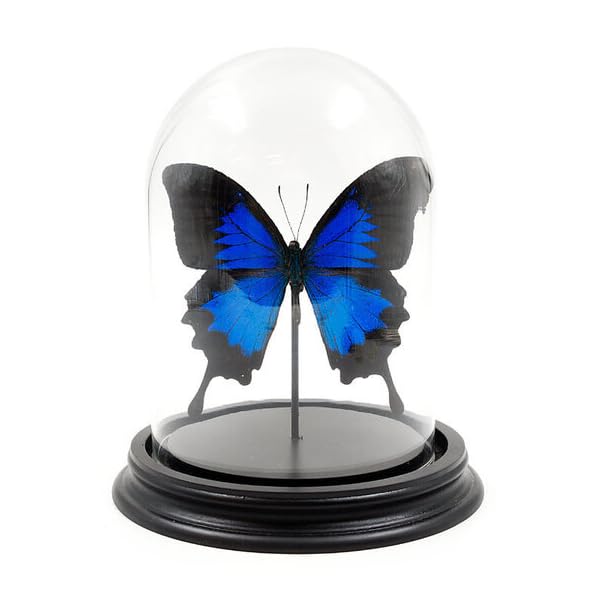 Dôme en verre avec papillon Papilio Ulysses 16 x 11 cm Demuseumwinkel collection