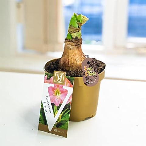 Amaryllis Knight's Star Lily in 10cm Pot Cover