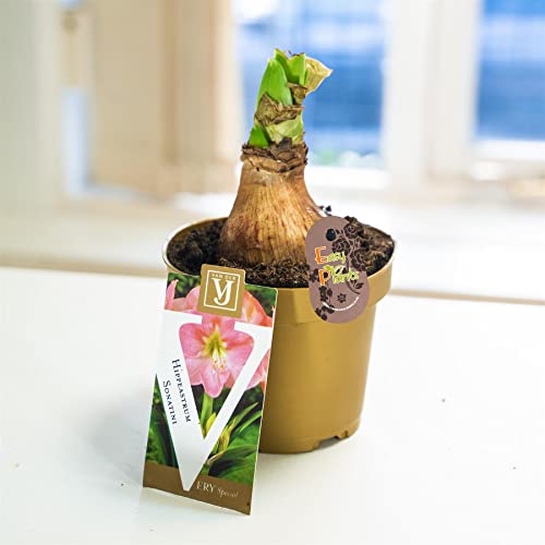 Image of 1 Amaryllis Hippeastrum Bulb Knight's Star Lily Pink White Red Colour in 10cm Pot