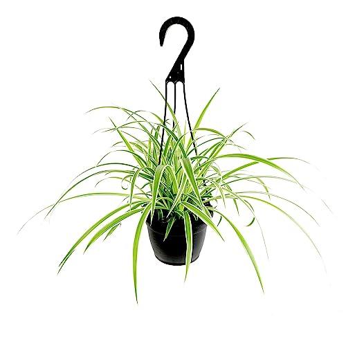 Live Spider Plant in 6' Hanging Basket with Detachable Hook, Pet Friendly Houseplant for Home or Office, Unique Seasonal Varieties, Real Easy to Grow Houseplants by Plants for Pets