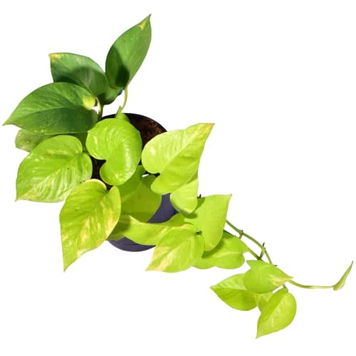 Image of Golden Pothos Money Plant, Live Indoor Air Purifying Plant with White Pot, (Pack of 1).A6