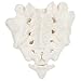 Axis Scientific Human Sacrum Bone Model | Cast from a Real Human Sacrum Bone Specimen | Coccyx Has Natural Mobilty | Includes Product Manual