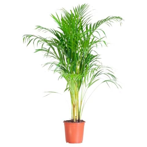 BloomPost Dypsis Lutescens - 90-100 cm Indoor Plant - Low Maintenance House Plant - Easy to Grow Home Office Plants - Perfect for Clean Air - Pot Not Included Cover