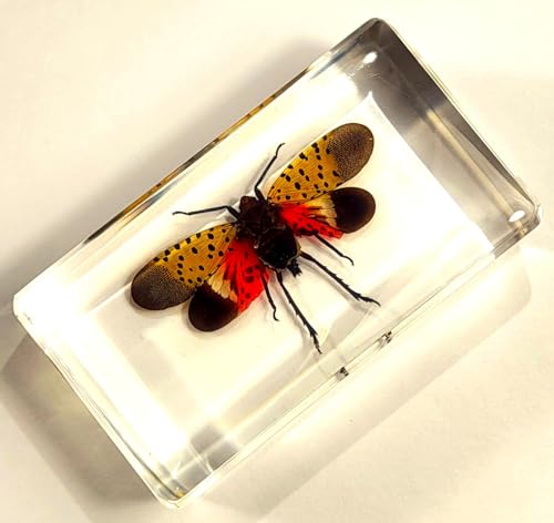 Image of 72mm Real Spotted Lanternfly Cicada w /Open Wings in Crystal Clear Lucite Resin Specimen Preserved Insect Taxidermy Crafts Collection for Biology Science Education & Desk Display Supplies