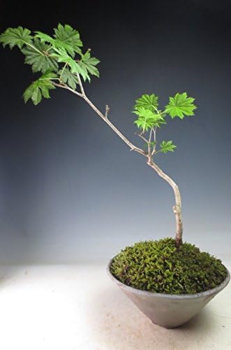 Amazon 盆栽 紅葉 もみじ 十二単 の鉢植え盆栽 現品 落葉中 ヴェールモア 観葉植物
