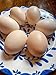 12 American Bresse Meat Chicken Large Hatching Eggs - Very Rare Meat/Layers