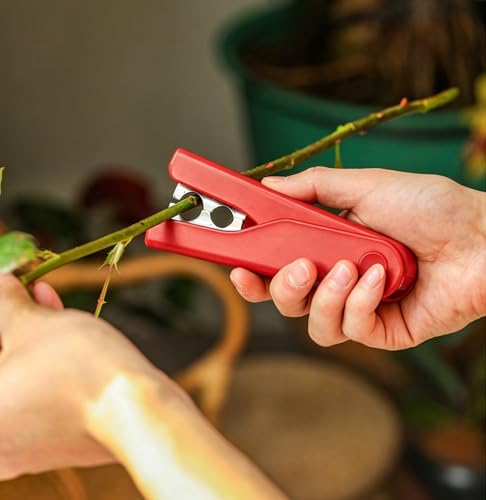 Herramienta para quitar espinas de rosas miniatura 1