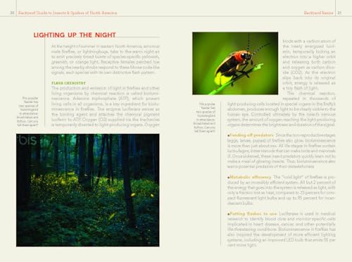 National Geographic Backyard Guide to Insects and Spiders of North America (National Geographic Backyard Guides) - Image 5
