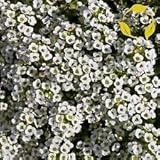 Dulce Alyssum blanco Lobularia Maritima - más de 500 semillas. Libre de S & H