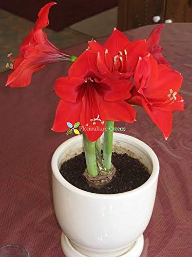 Floriculture Greens Imp. Amaryllis Lily Flower Hybrid Bulbs For Home Gardening Planting (Red, Pack Of 2 Bulbs) (B0846Q9YG7) Amazon Price History, Amazon Price Tracker