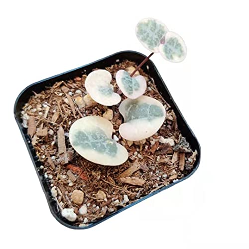 Uskc Live Succulent Plants String Of Hearts Non-Variegated/ Variegated(2" Pot) (Variegated) #TOP3