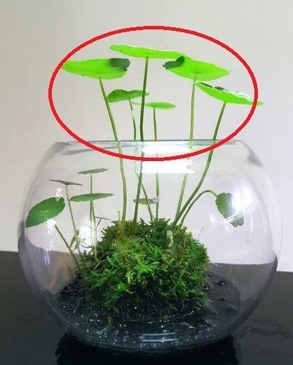 Amazon.co.jp: 無農薬 ウォーターマッシュルーム 水生植物 観葉植物