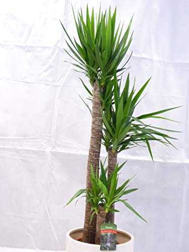 [Palmenlager] - XL Yucca elephantipes 120 cm - 3er Tuff // Zimmerpflanze - Yucca Palme