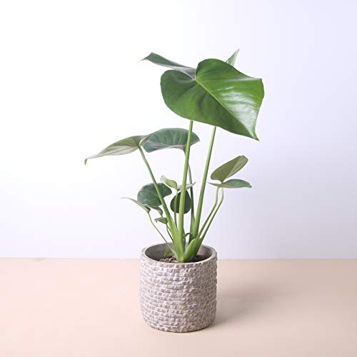 Planta natural Monstera deliciosa a domicilio - Costilla de Adán - Envío gratuito - Altura 50cm Diámetro 12cm - Plantas decorativas - Exterior e interior - (7. Macetero ladrillos)