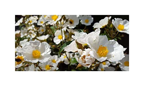 Boldo - Peumus Boldus - A.Vogel - Compléments Alimentaires Naturels