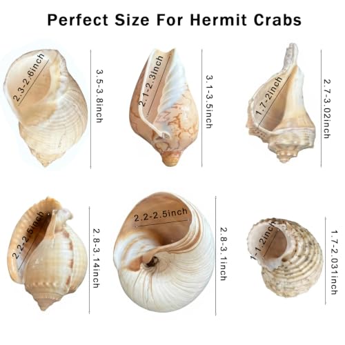 Image of 6PCS Hermit Crab Shells Medium to Large | Natural Conch 2.8 inch - 3.9 inch, Opening Size 1.5 inch - 2.5 inch | Assorted Turbo Shells Hermit Crab Growth Shells Small Medium Large Hermit Crab Supplies