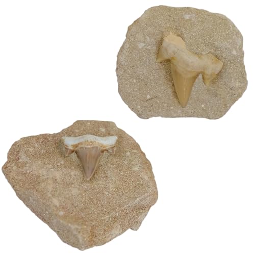 Kaltner Präsente Geschenkidee - Versteinerte Urzeit Fossilien: unbehandelte naturbelassene Haifischzähne Hai Zahn Zähne Haizahn Haifischzahn auf Muttergestein (Set 2 Stück)