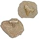 Kaltner Präsente Geschenkidee - Versteinerte Urzeit Fossilien: unbehandelte naturbelassene Haifischzähne Hai Zahn Zähne Haizahn Haifischzahn auf Muttergestein (Set 2 Stück)