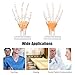 Hand Joint Model, High Strength Life Size Hand Model PVC Teaching Tool for Learning