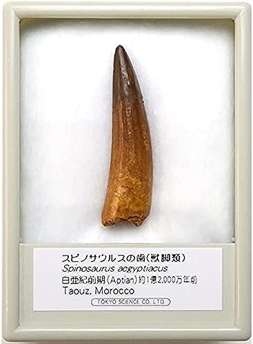 17cm 巨大なスピノサウルスの歯化石恐竜