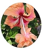 Emeralds TM Tropical Hibiscus Plant Rare Unusual Peach Orange Lions Tail El Capitola Sport 4 Inch Pot