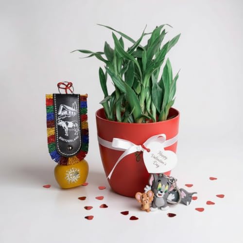 Image of Lucky Bamboo Live Indoor Plant - with Premium Glass /Acrylic Vase and White Rive | Low Maintenance Feng Shui & Vastu Good Luck Plant for Home and Office Decor (Valentine Day)