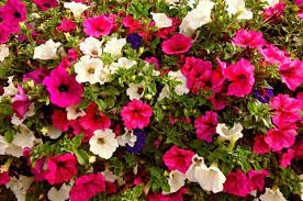 See full amazon price history chart for PlantaZee Flower Plant : Petunia Star Pro Flower Garden Plant of Flowers Live Plant Garden Plant PlantaZee Flower Plant : Petunia Star Pro Flower Garden Plant of Flowers Live Plant Garden Plant (B09RG16JC6) Amazon Price History, Amazon Price Tracker