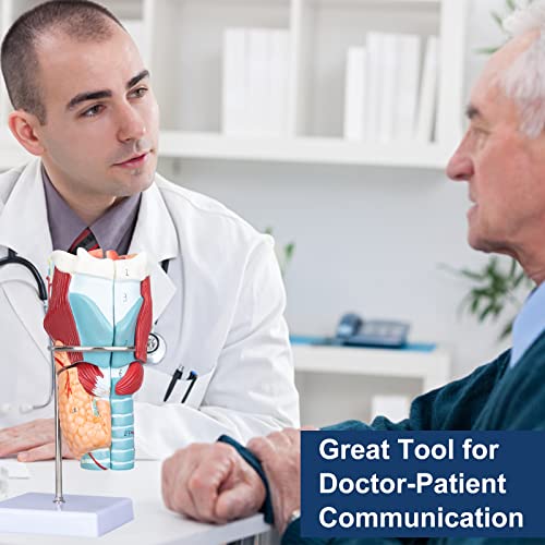 Image of Healthible Human Larynx Model - 2X Anatomically Detachable Throat Model for Hospital Classroom