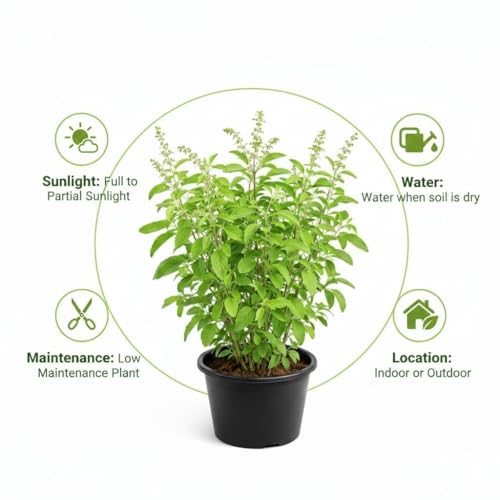 Image of Tulsi Live Plant with Pot | Green Krishna Rama Holy Basil Medicinal Ayurvedic Herb Plant | Sacred Pooja Indoor Outdoor Plant for Home Garden Balcony Terrace Decor | Pack of 1