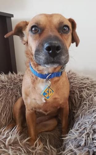 Generic Scooby Dog Collar Tag thumb #1