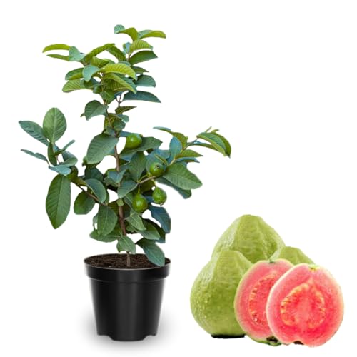 Pink Red Guava Tree Live Plant 6 to 9 Inc Guava Plant Edible Home Garden Fruit Starter Plant