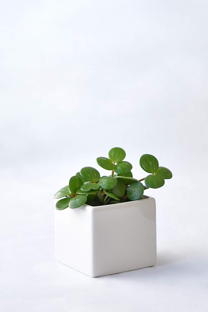 Amazon｜観葉植物 本物 ペペロミア・ホープ スクエアポット