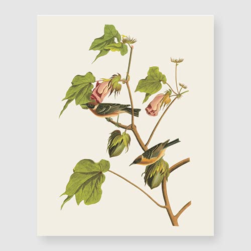 Bestbuddy Pet Set Of 4 (8X10) Unframed Robin Birds Botanical Print Set Antique Beautiful Tropical Birds Flowers Plants Illustration Home Decor Wall Art Bbpap029 #TOP4